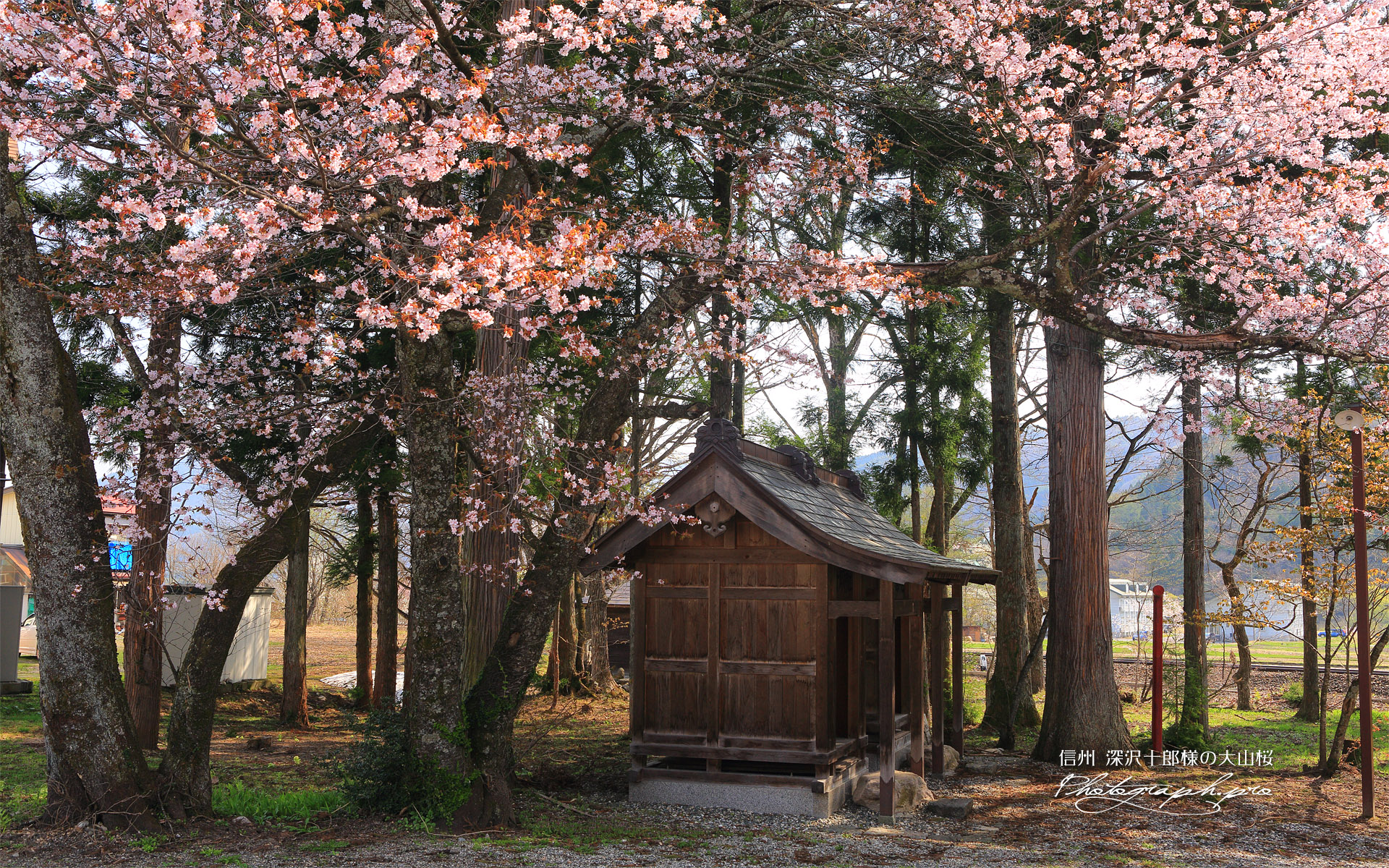 深沢十郎様の大山桜