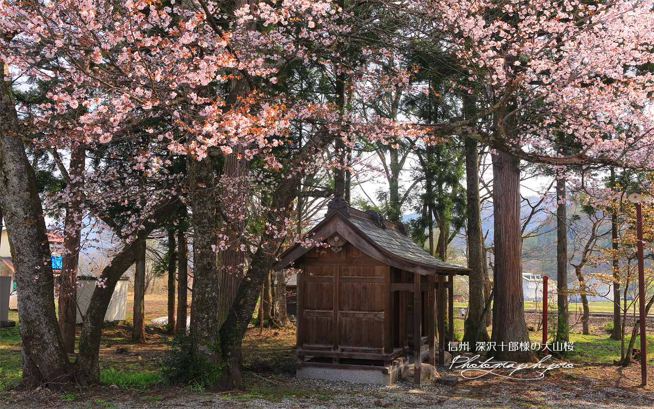 深沢十郎様の大山桜 壁紙