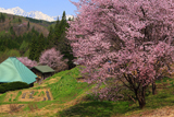 白馬村 嶺方堀田の儀重桜