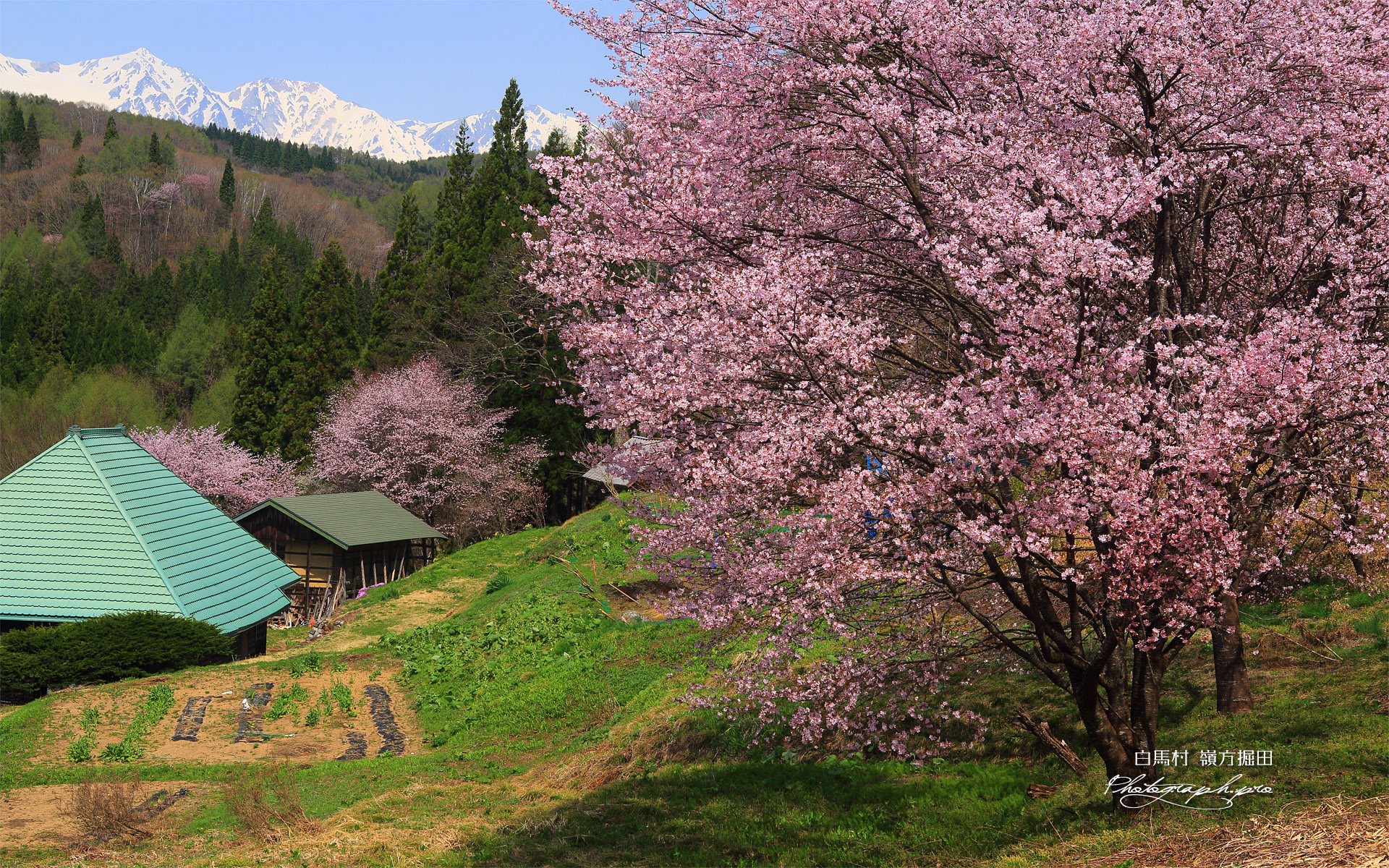白馬村 嶺方堀田の儀重桜