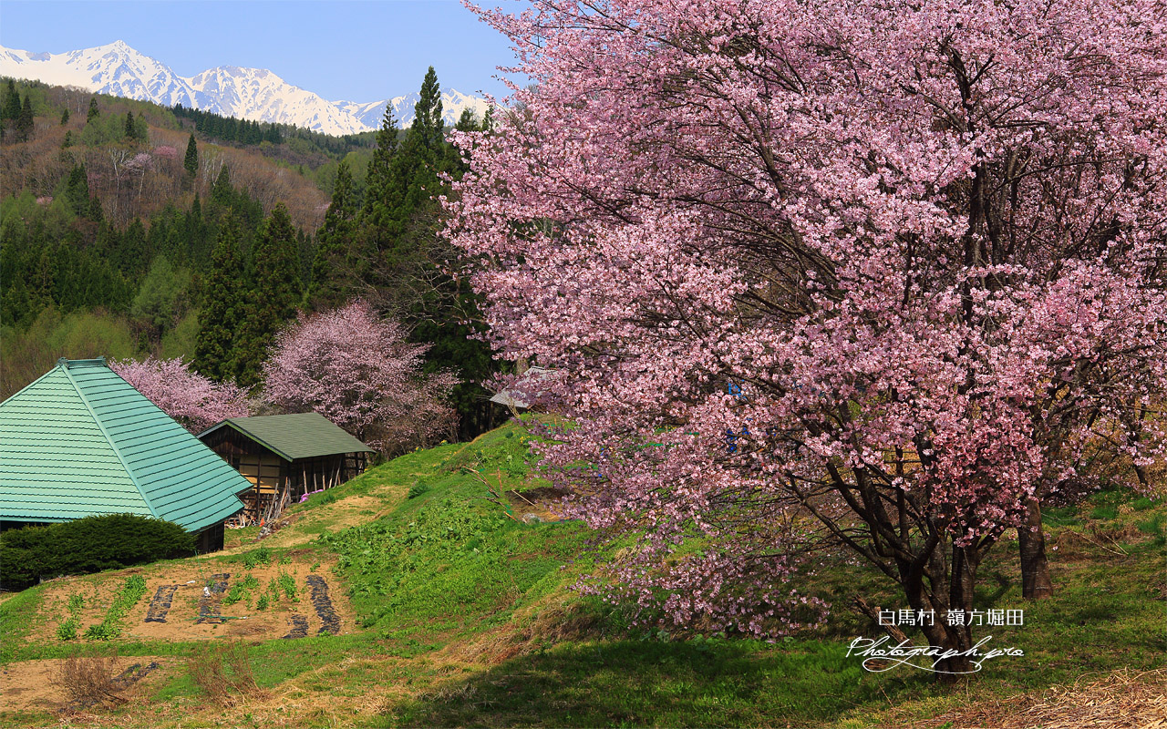 白馬村 嶺方堀田の儀重桜 壁紙