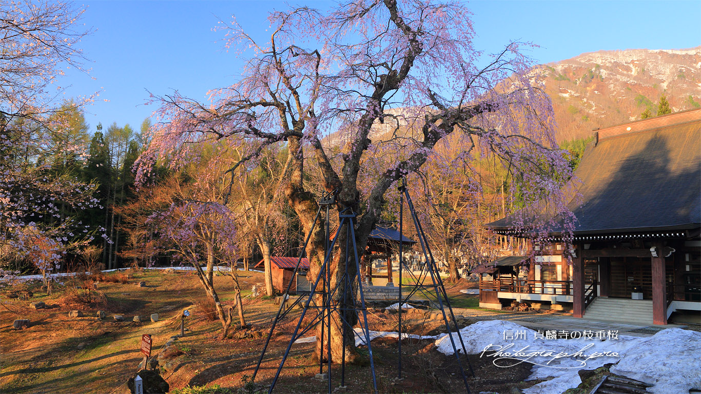 貞麟寺のしだれ桜 壁紙
