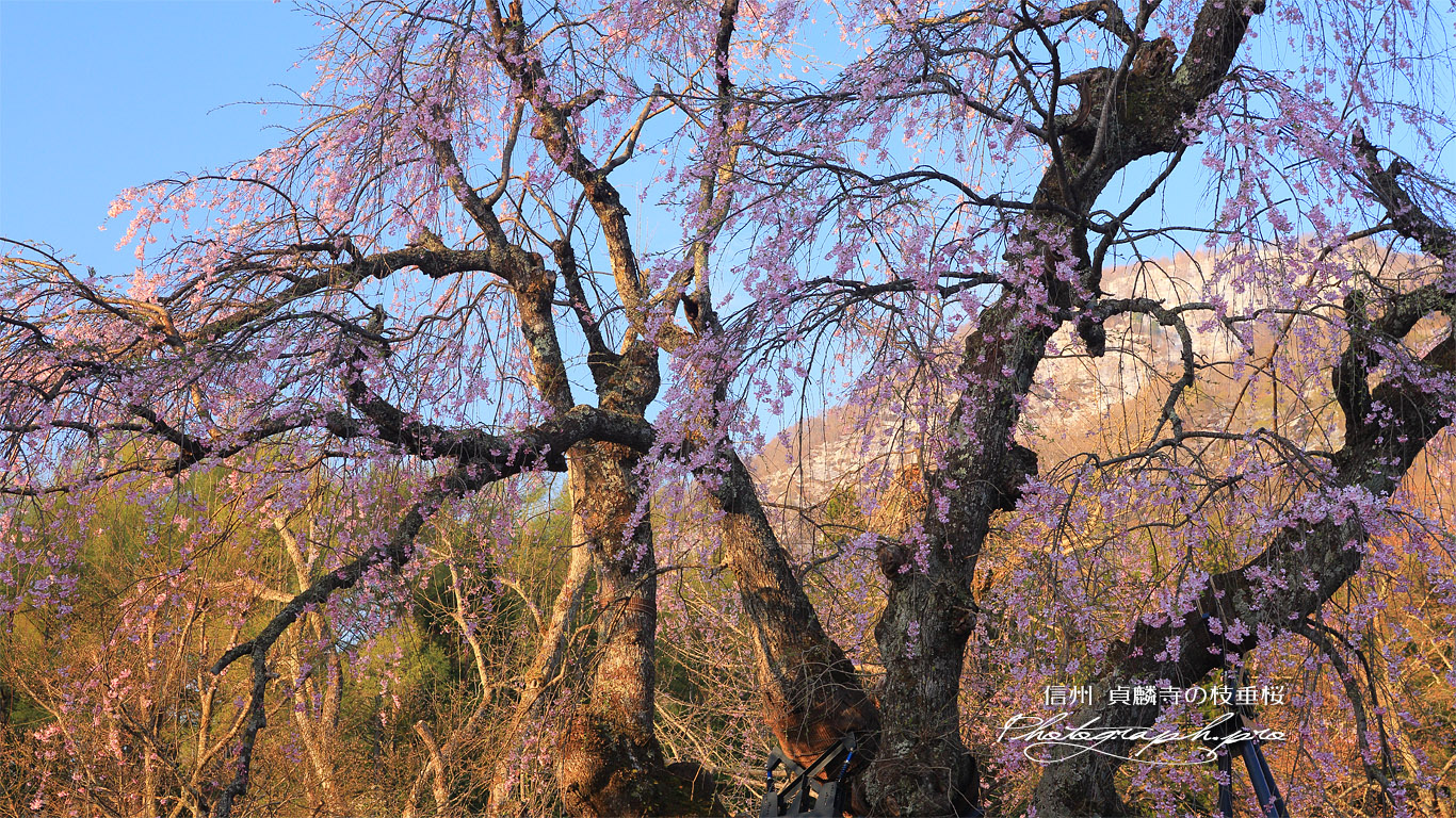貞麟寺の枝垂桜 壁紙