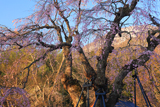 貞麟寺の枝垂桜