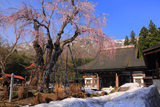 貞麟寺の枝垂桜