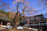 貞麟寺の枝垂桜