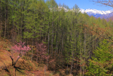入山の御殿桜