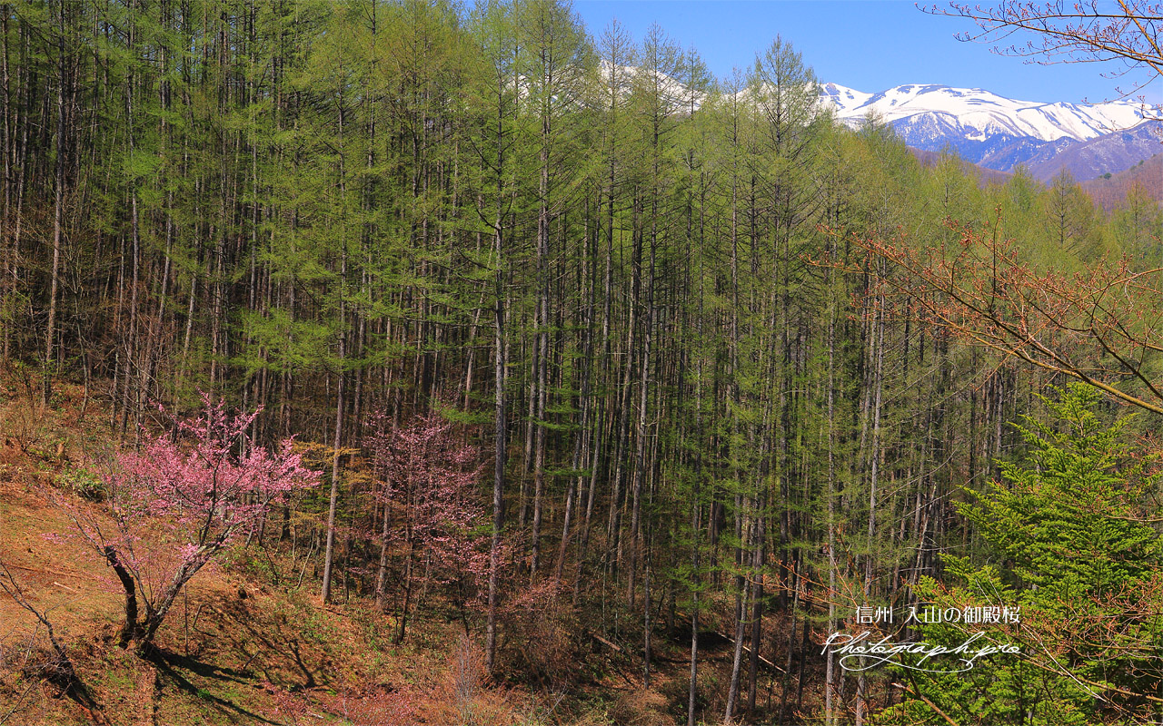 入山の御殿桜 壁紙