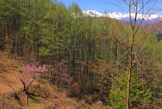 入山の御殿桜