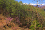 入山の御殿桜