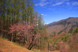 入山の御殿桜