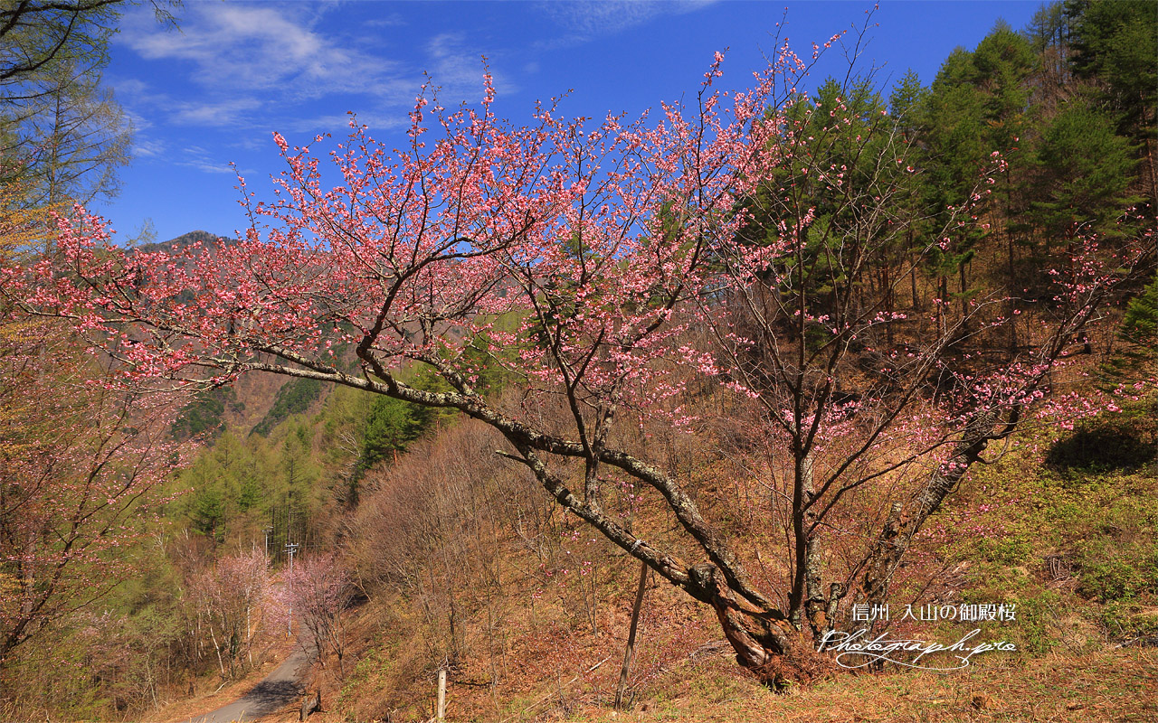 入山の御殿桜 壁紙