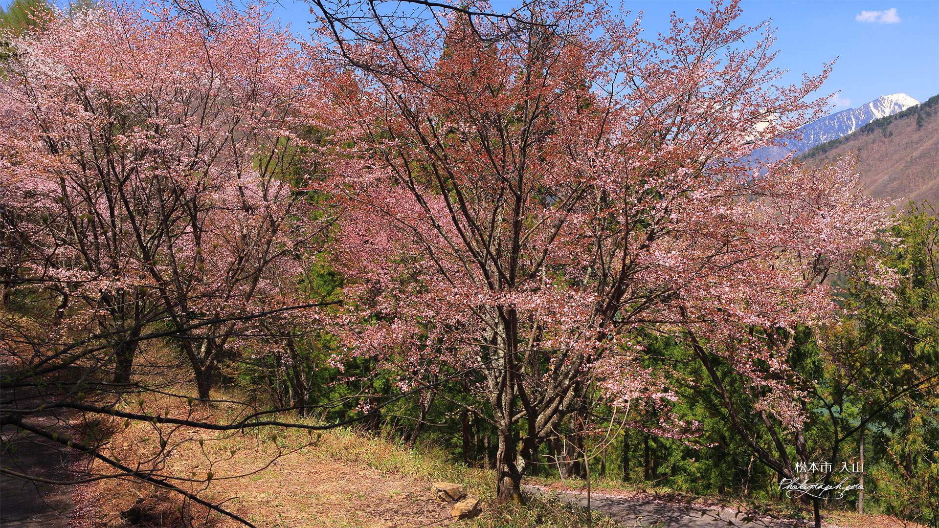 松本市 入山の桜並木