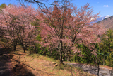 松本市 入山の桜並木