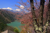松本市 入山集落の桜