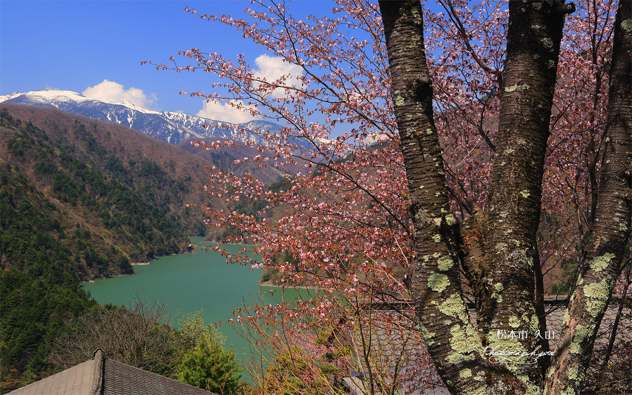 松本市 入山集落の桜 壁紙