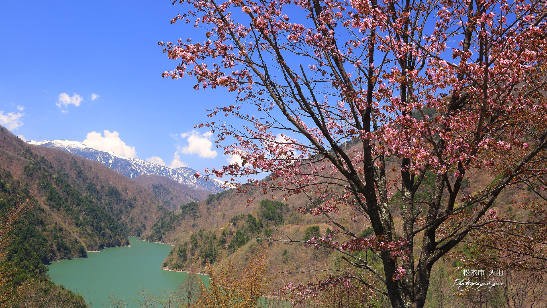 松本市 大山桜と梓湖