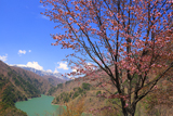 松本市 大山桜と梓湖
