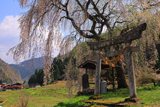 黒川天満神社のしだれ桜