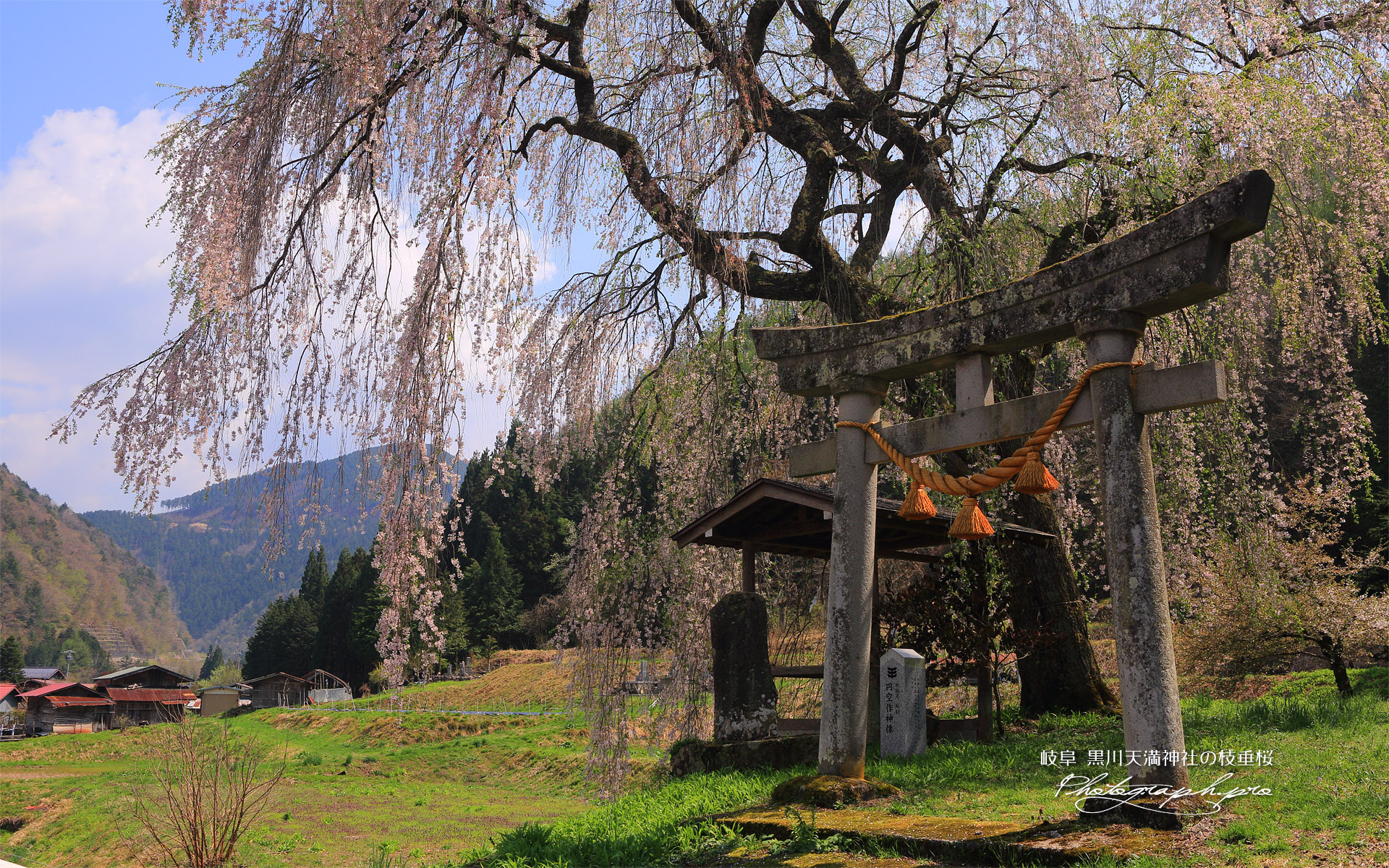 黒川天満神社のしだれ桜