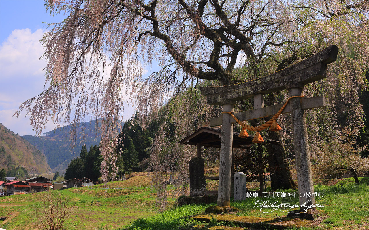 黒川天満神社のしだれ桜 壁紙