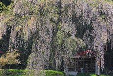 黒川天満神社の枝垂桜