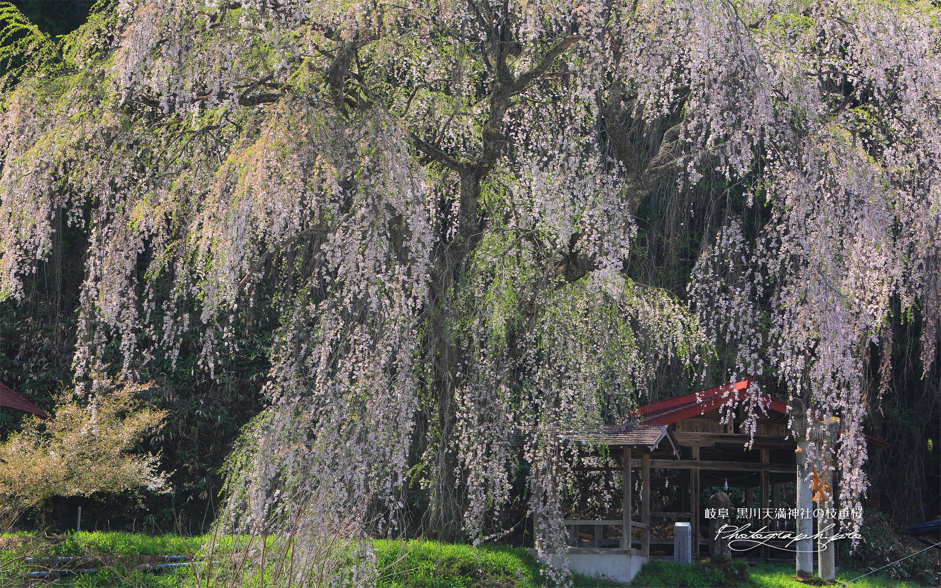 黒川天満神社の枝垂桜