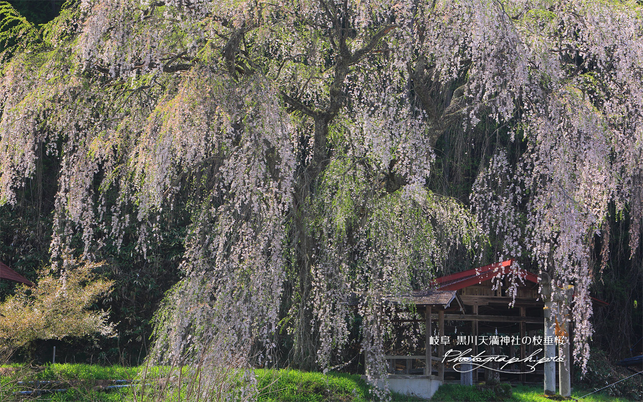 黒川天満神社の枝垂桜 壁紙