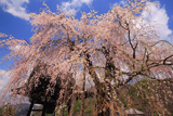 法正寺の枝垂桜