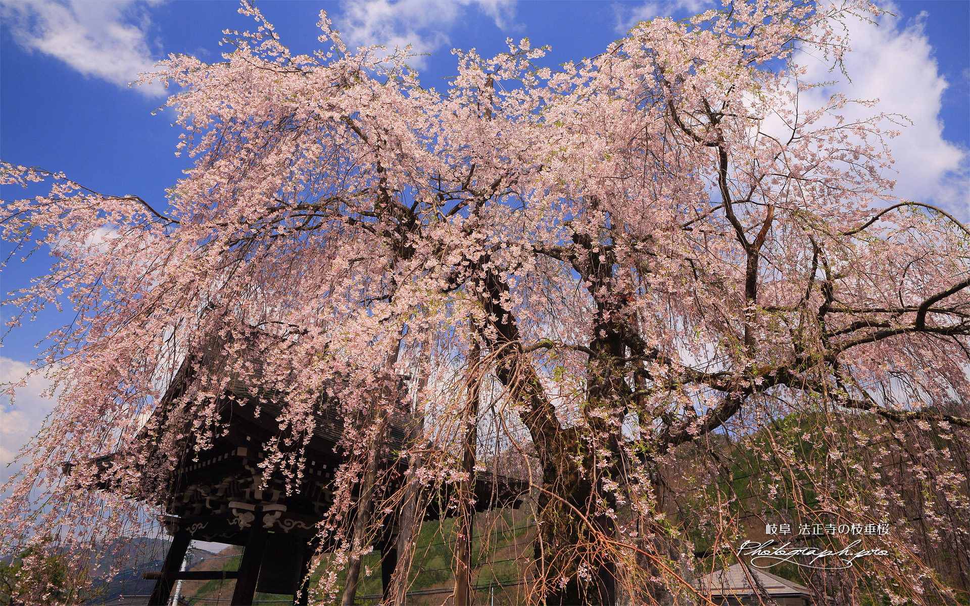 法正寺の枝垂桜