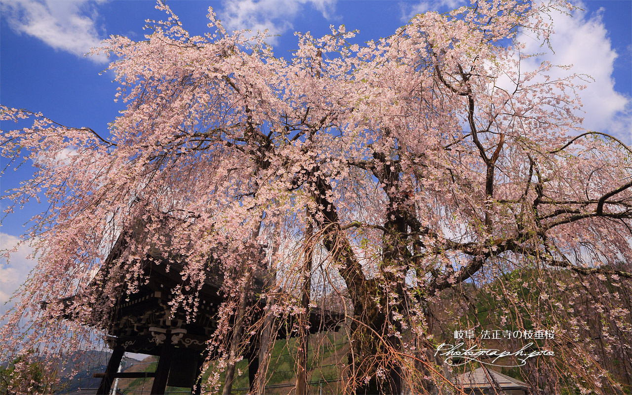 法正寺の枝垂桜 壁紙