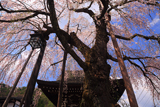 法正寺のしだれ桜