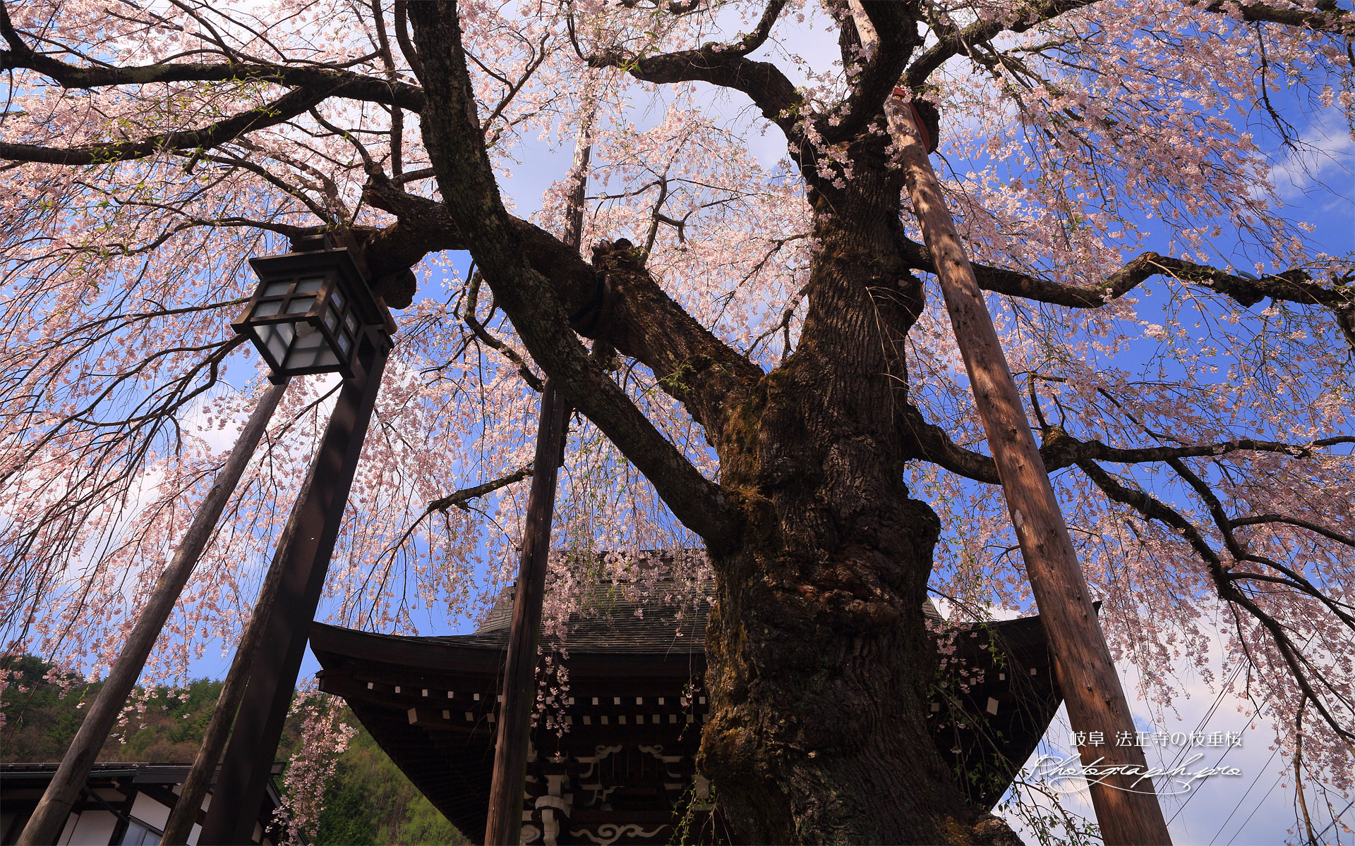 法正寺のしだれ桜