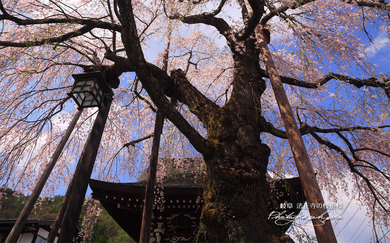 法正寺のしだれ桜 壁紙