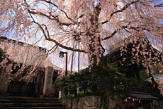 法正寺の枝垂桜