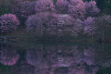 中綱湖の大山桜