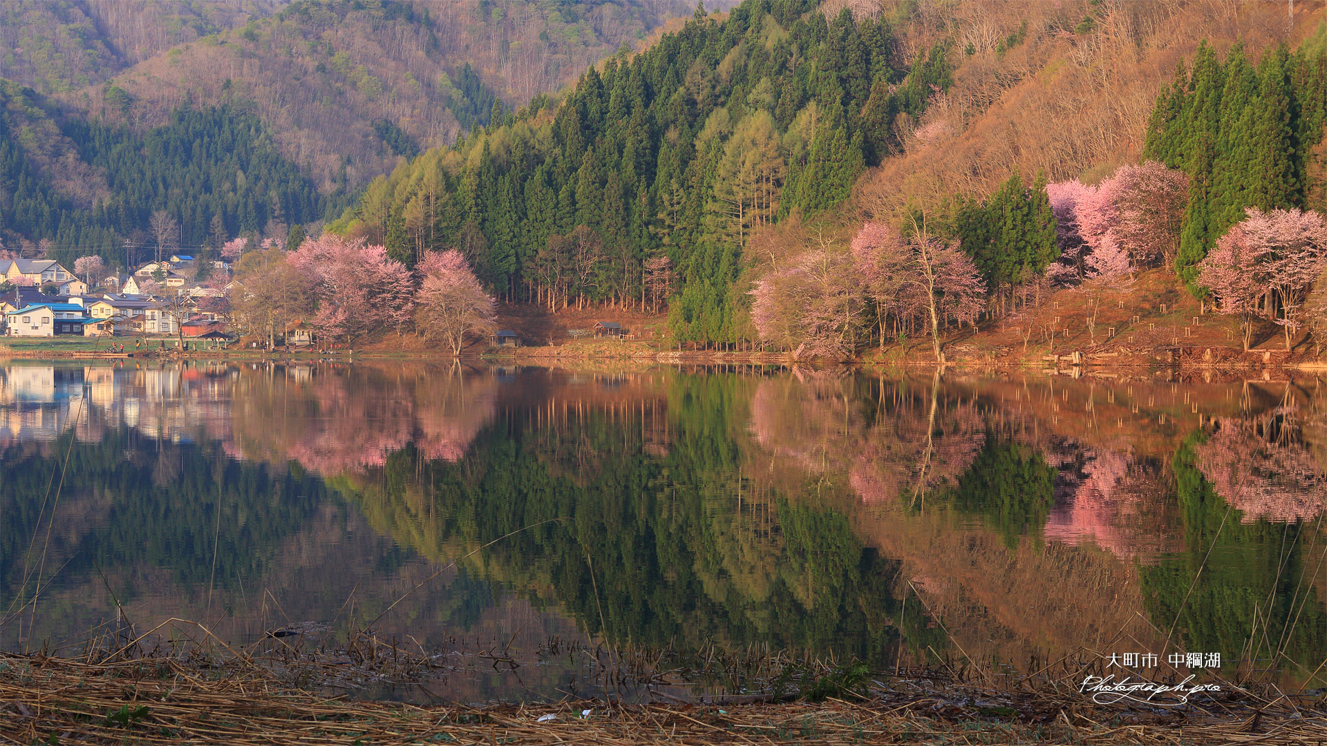 中綱湖の桜