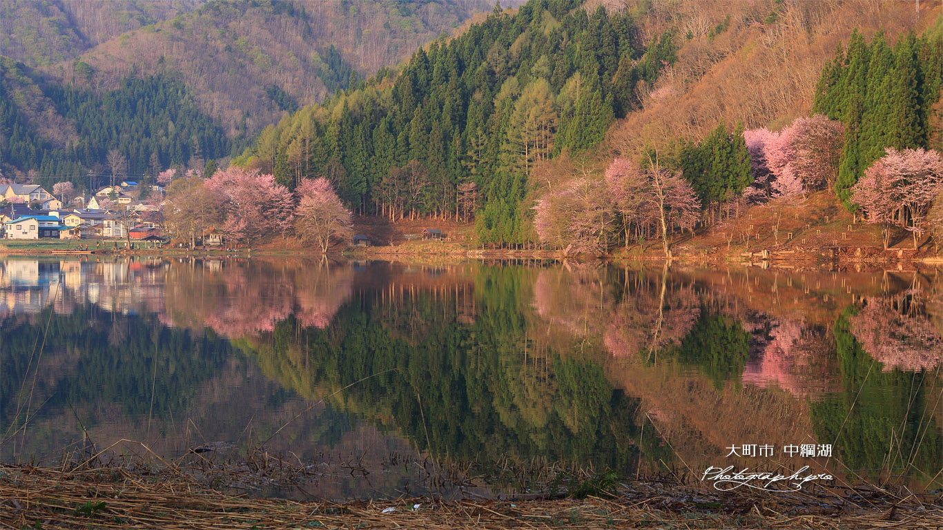 中綱湖の桜 壁紙