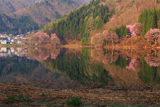 中綱湖の桜