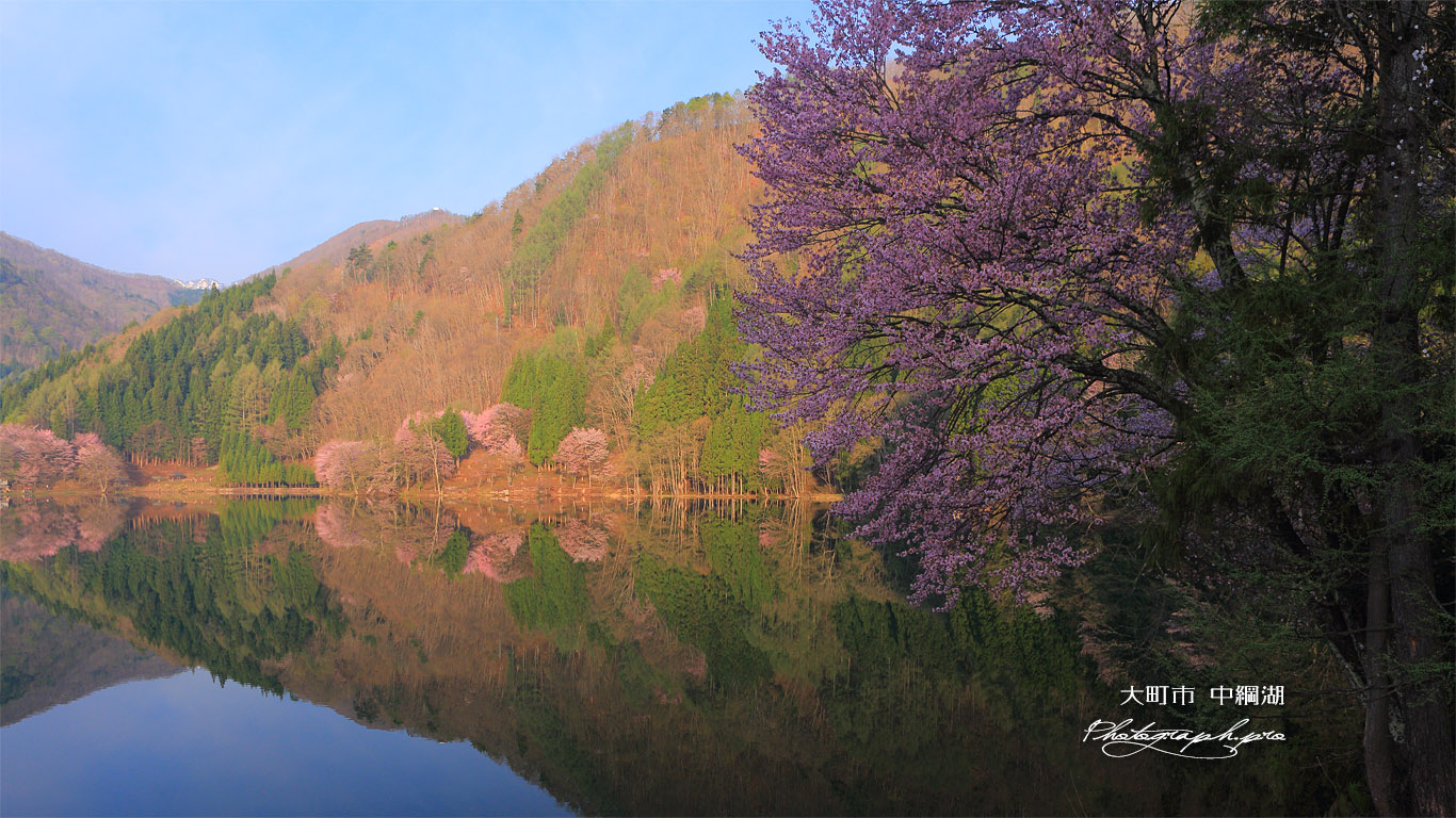 中綱湖の大山桜 壁紙