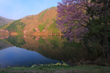 中綱湖の大山桜