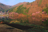 中綱湖の大山桜