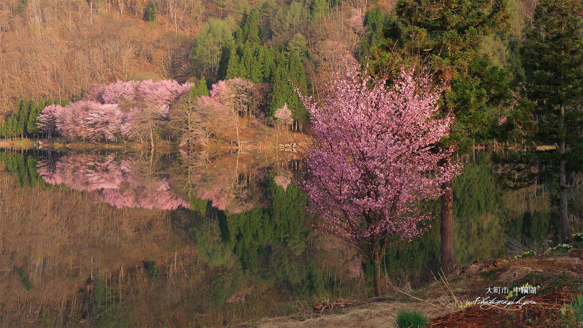 中綱湖の一本桜