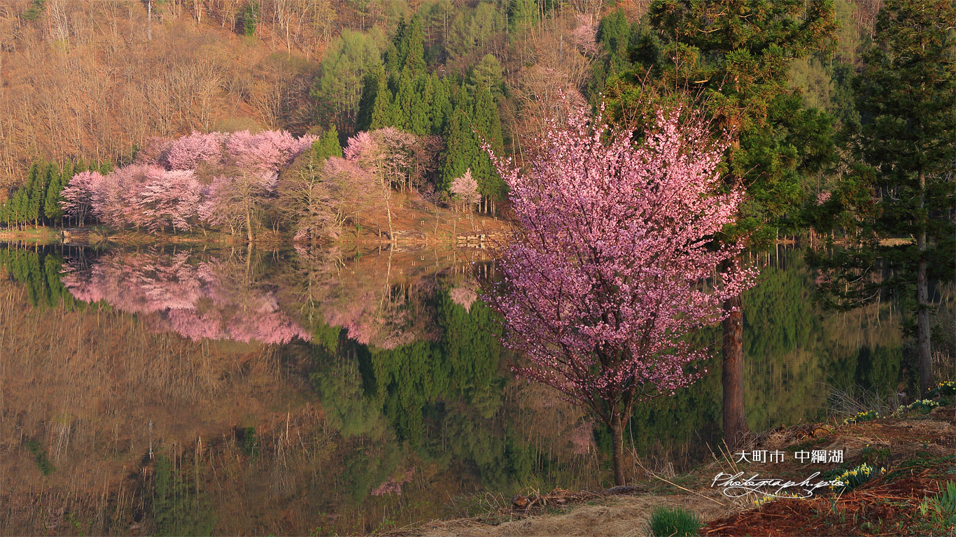 中綱湖の一本桜 壁紙
