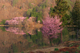 中綱湖の一本桜