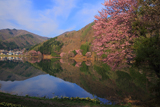 中綱湖の大山桜