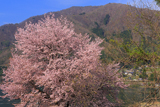 大町市 木崎湖の桜