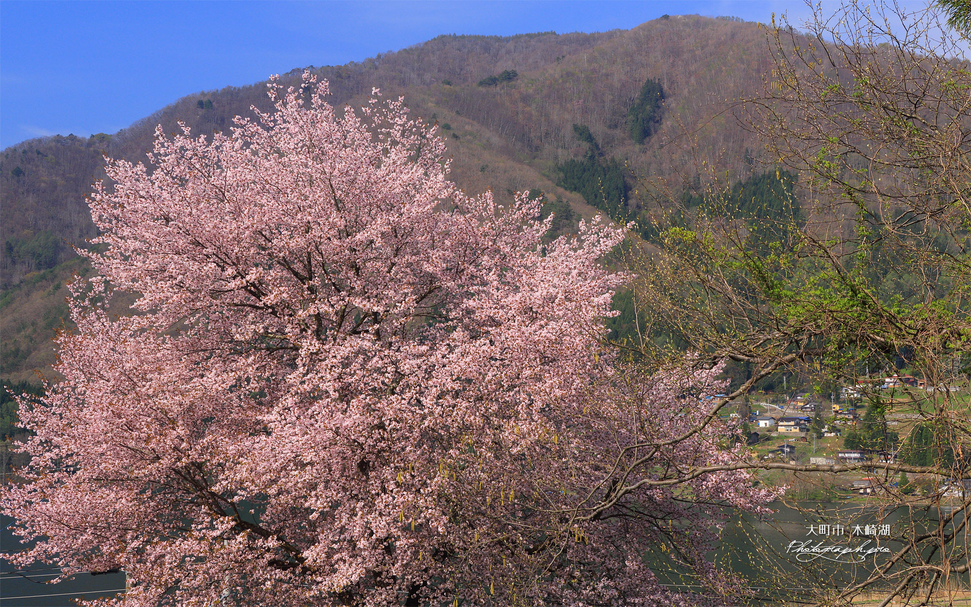 大町市 木崎湖の桜
