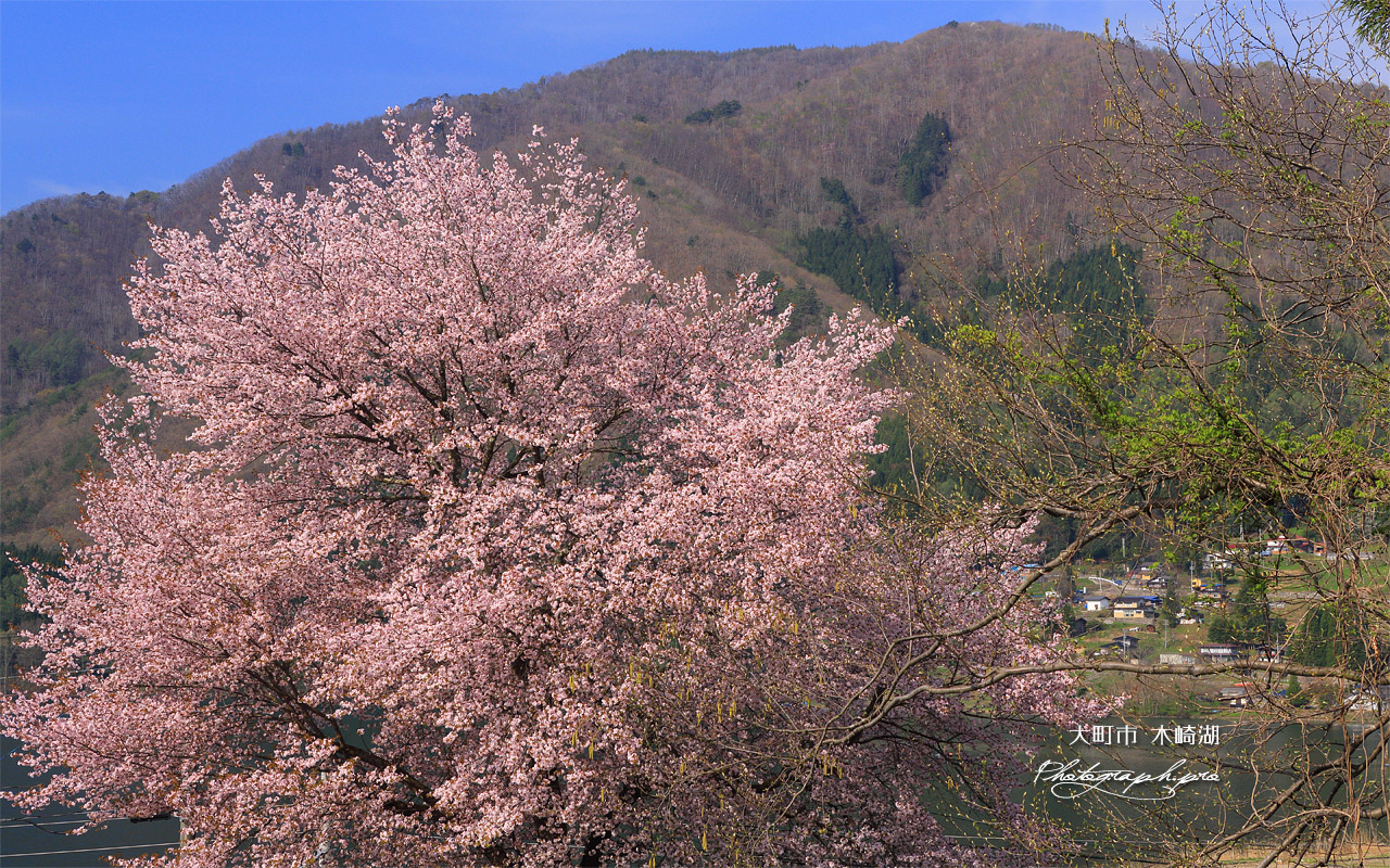 大町市 木崎湖の桜 壁紙