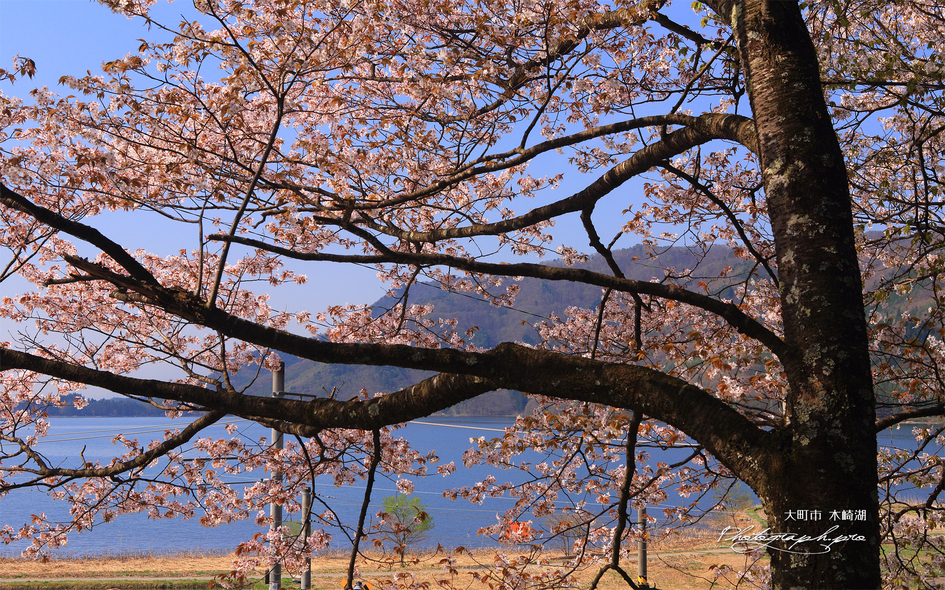 大町市 海ノ口公民館の大山桜